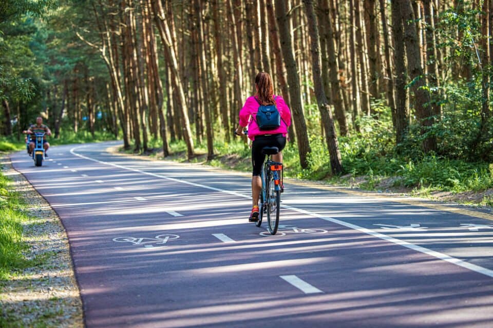 Bicycle path through pine forest