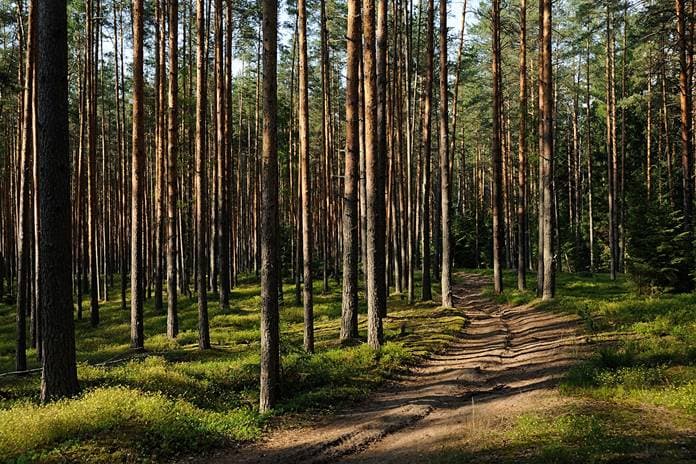 Sunlight filtering through pine trees